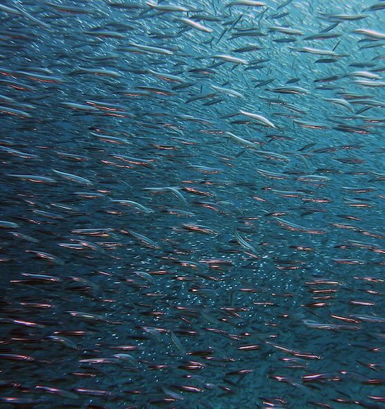 Fish swirling Florida
